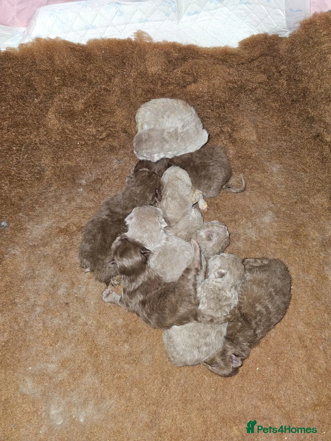 British Shorthair cats for sale:  BRITISH SHORTHAIRS  - Advert 1