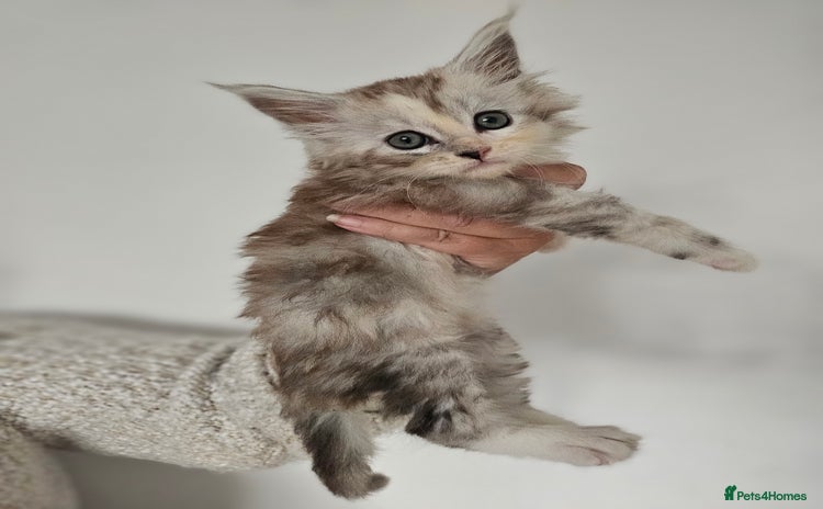 Maine Coon cats - Advert 11