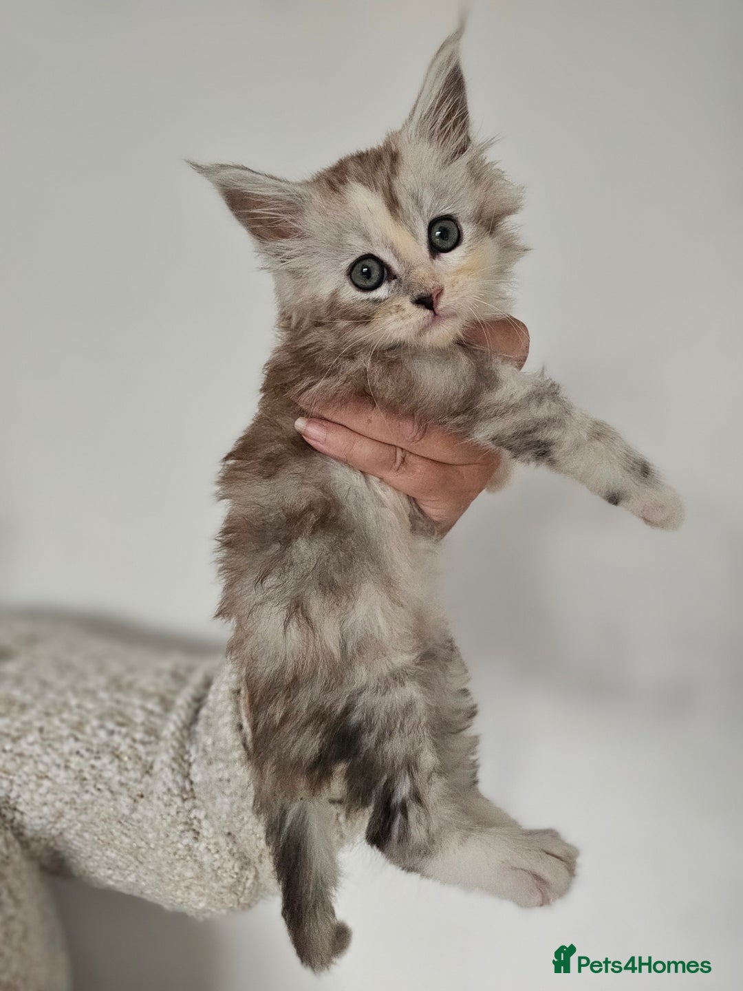 Maine Coon cats for sale:  TICA Maine coon kittens ready to leave - Advert 14