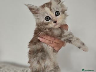 Maine Coon cats - Advert 20