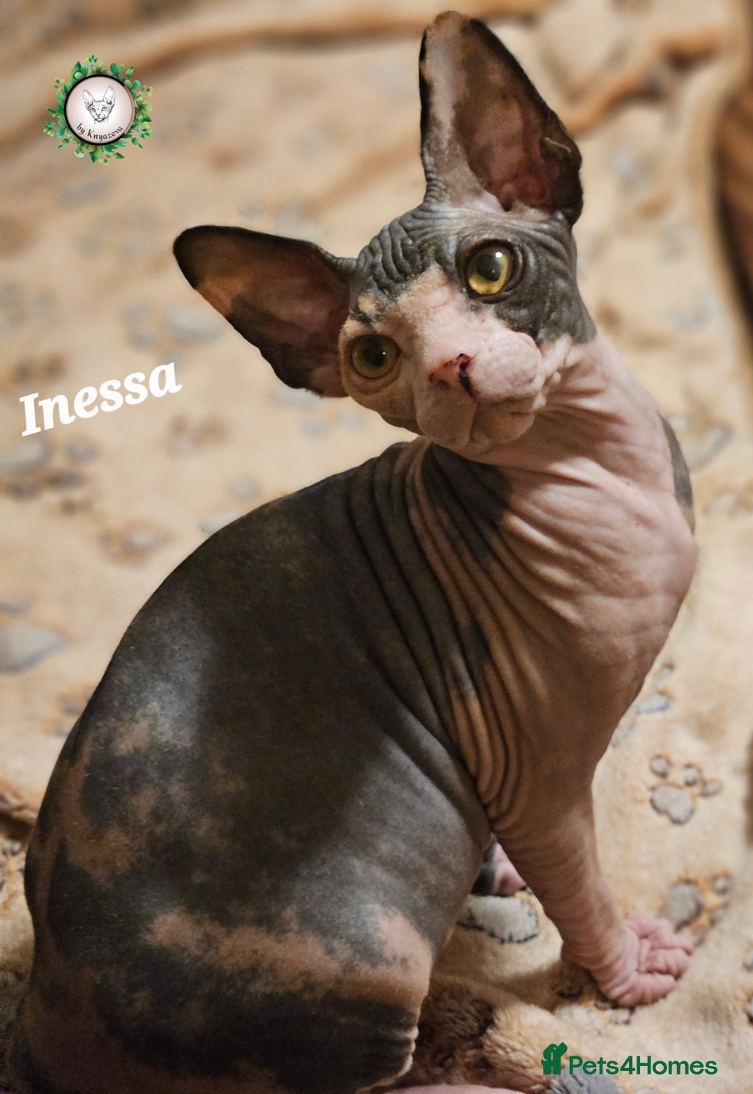 Sphynx cats for sale: Adorable Canadian Sphynx – Champion line - Advert 27