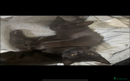 Mixed Breed cats for sale: two black cats (one male one female) - Image 6