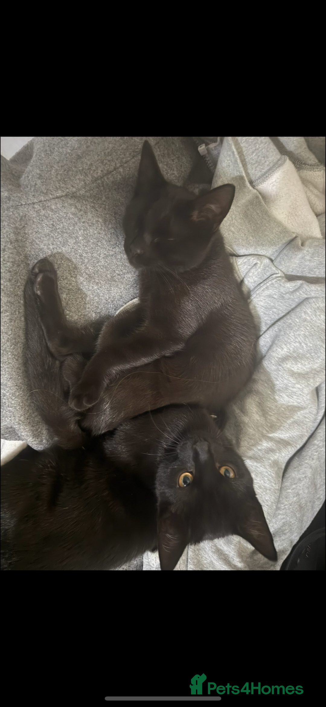 Mixed Breed cats for sale: two black cats (one male one female) - Image 6