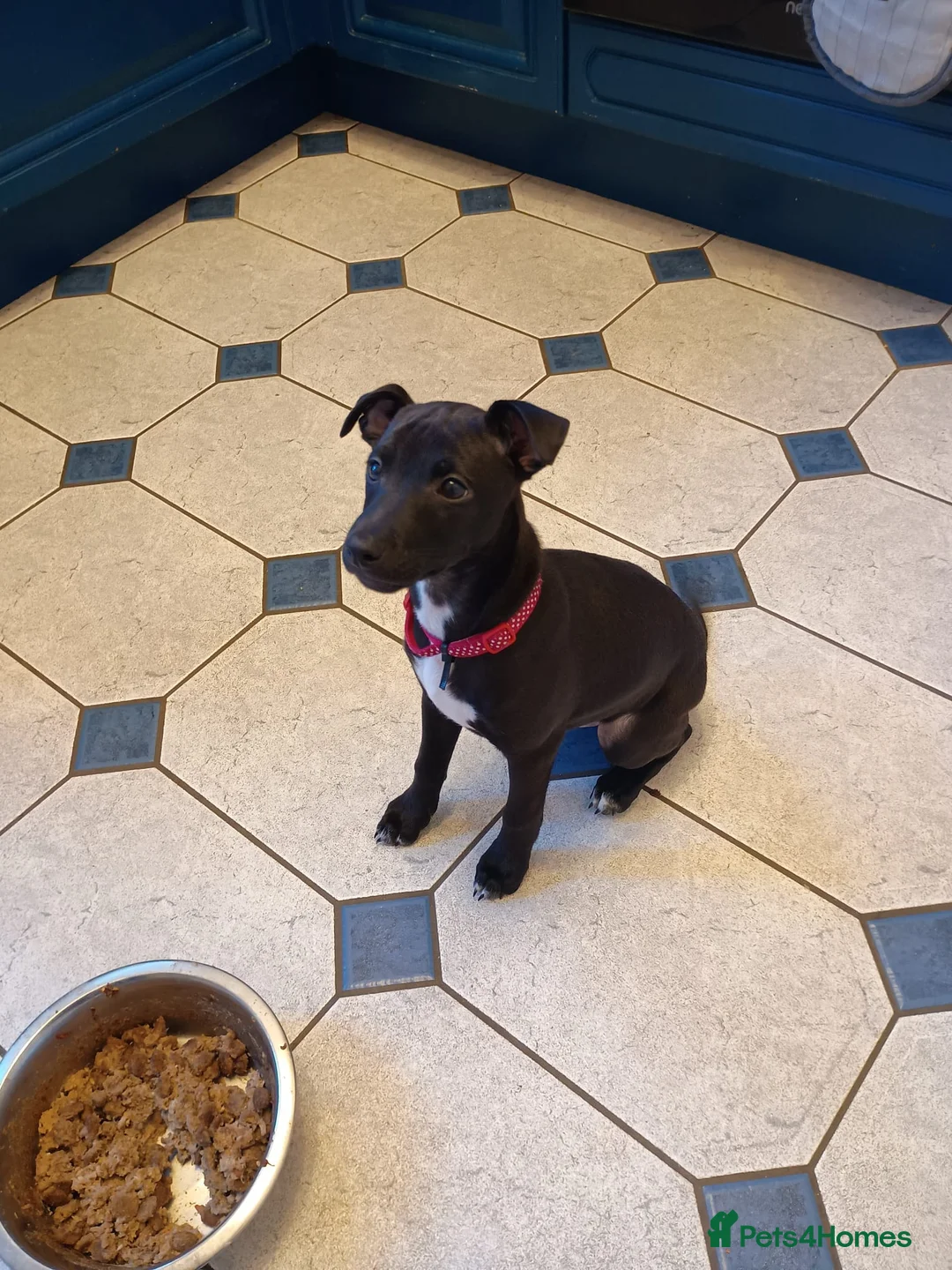 Mixed Breed dogs for sale: Woorier Pup  - Advert 7