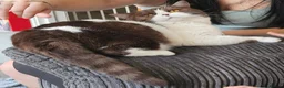 British Shorthair cats for sale: Beautiful British Shorthair Kittens in Crowborough - Advert 10