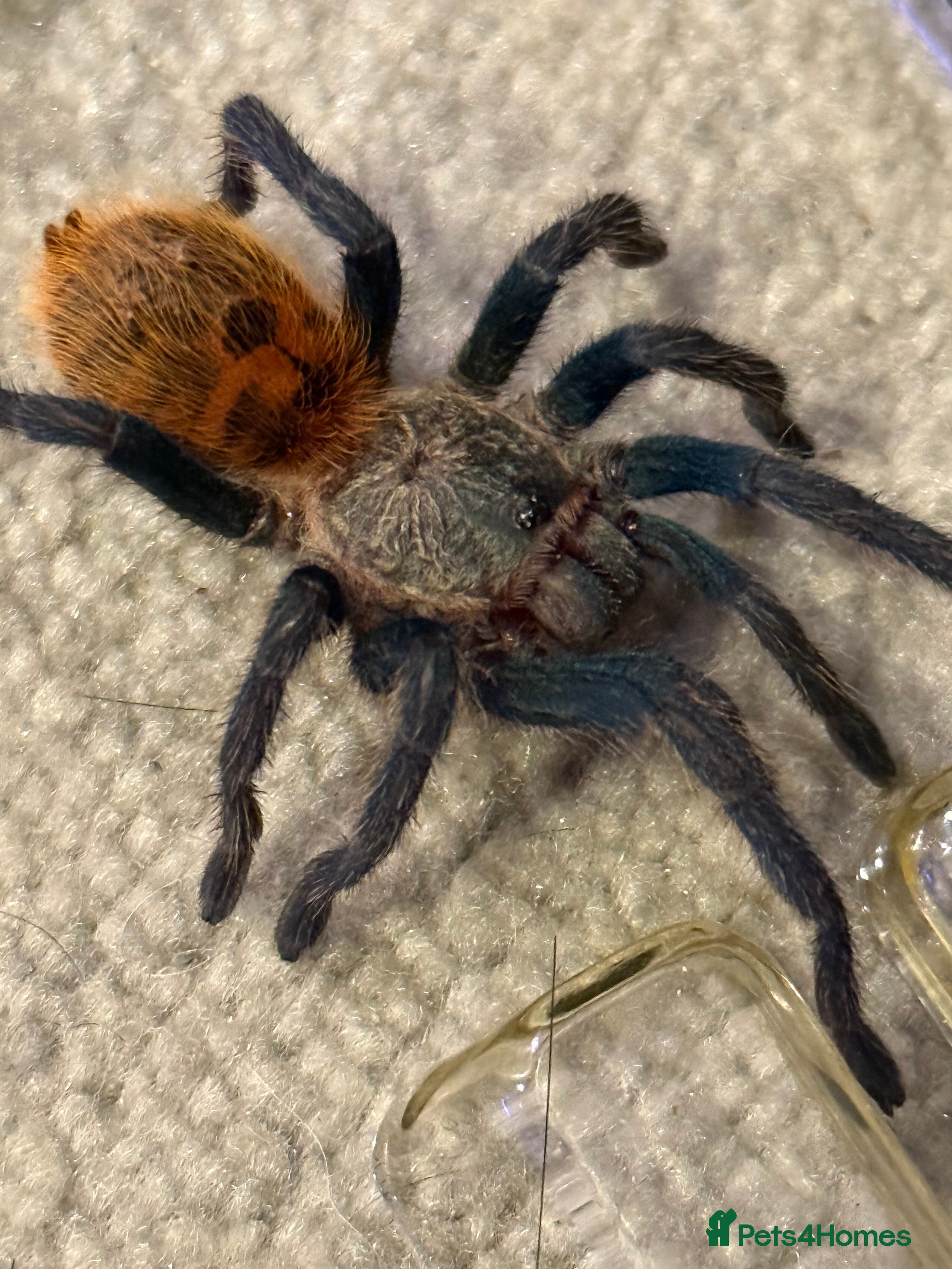 Tarantulas invertebrates Tarantulas with enclosures - Advert 3