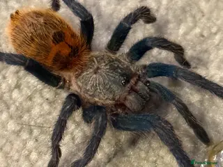 Tarantulas invertebrates Tarantulas with enclosures - Advert 3