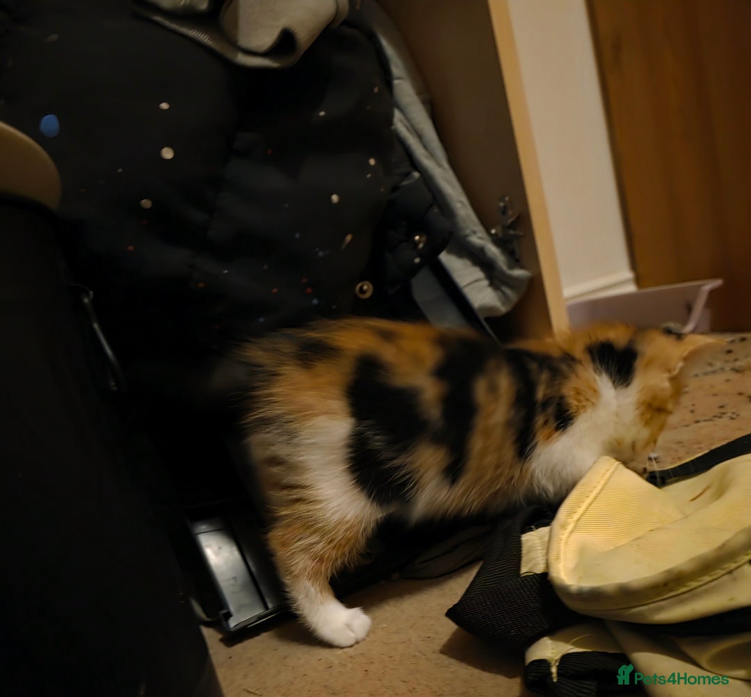 Mixed Breed cats for sale: Adorable longhair and short hair  - Advert 14