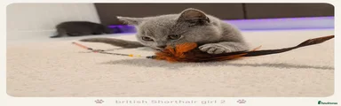 British Shorthair Kitten 2