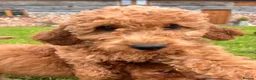Labradoodle dogs for sale: Mini Irishdoodle Ready now! health tested parents  - Advert 22