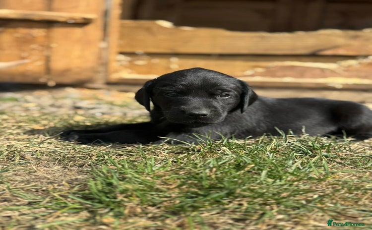 Labrador Retriever dogs - Advert 2