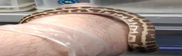 Python Snake reptiles for sale: WheatBelt Stimsons Pythons  - Advert 6