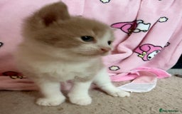 British Shorthair cats for sale: 🐾Turkish Angora × British Blue Kittens Ready Soon - Image 8