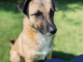 Mixed Breed dogs in Crewe - Advert 15