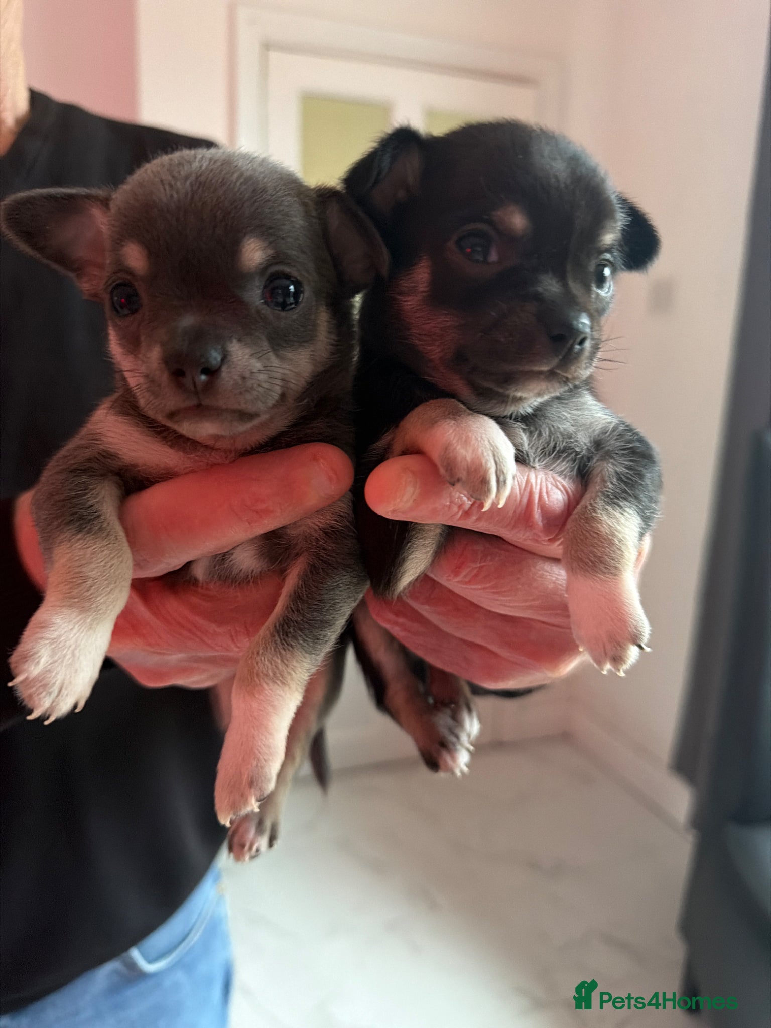 Chihuahua dogs Two beautiful chihuahua puppies - Advert 2