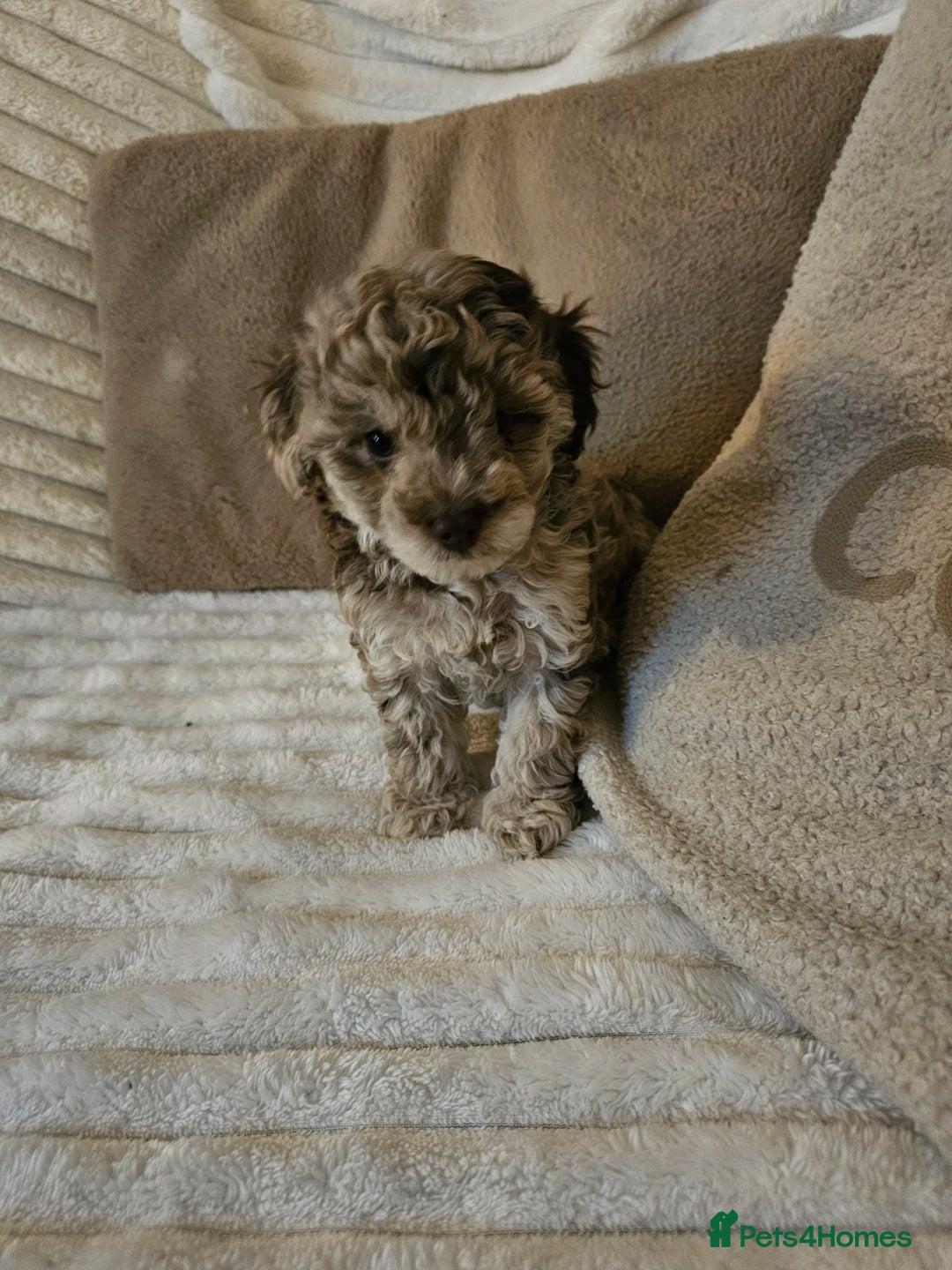 Maltipoo dogs for sale: Adorable rare merle maltipoos  ready no!!w - Advert 6