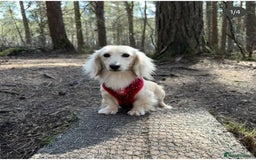 Miniature Dachshund dogs for sale: KC reg Miniature English cream dachshund girl  - Image 9