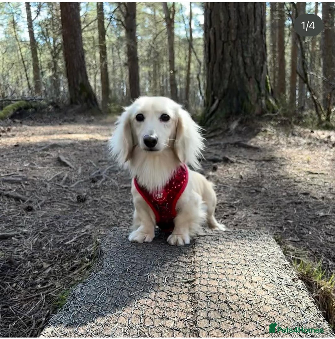 Miniature Dachshund dogs for sale: KC reg Miniature English cream dachshund girl  - Image 9