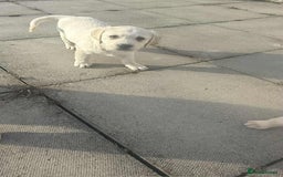 Labrador Retriever dogs for sale: Chunky Labradors ready now - Image 13