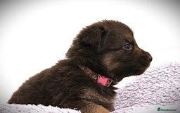 German Shepherd dogs for sale: GORGEAOUS K/C Registered German Shepherd puppies - Image 18