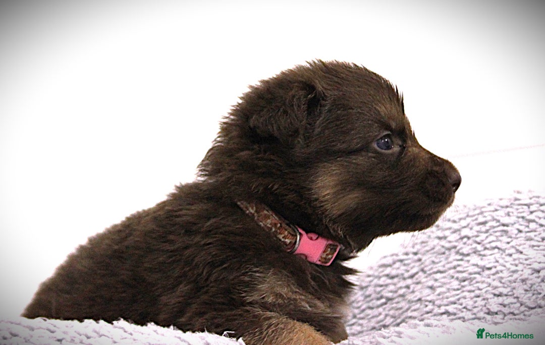 German Shepherd dogs for sale: GORGEAOUS K/C Registered German Shepherd puppies - Image 18