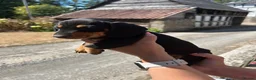 Miniature Dachshund dogs for sale: Miniature Dachshund Puppies - Advert 6
