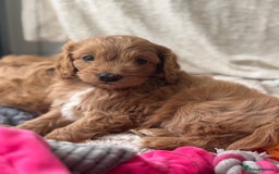 Cavapoo dogs for sale: Quality bred Cavapoo F1 - Image 20