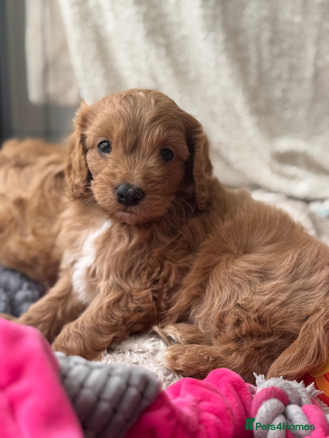 Cavapoo dogs for sale: Quality bred Cavapoo F1 - Image 20