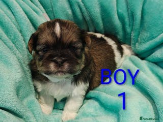 Shih Tzu dogs ⭐Gorgeous Shih Tzu puppies⭐ - Advert 2