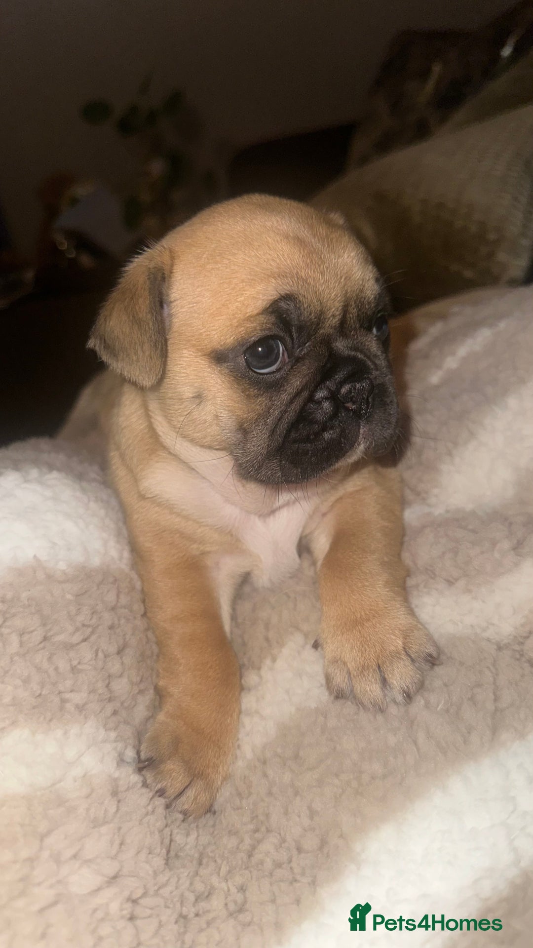 Frug dogs for sale: Female Frugs looking for forever home - Advert 4