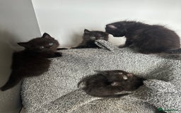 Domestic Shorthair cats for sale: Fluffy black kittens  - Image 3