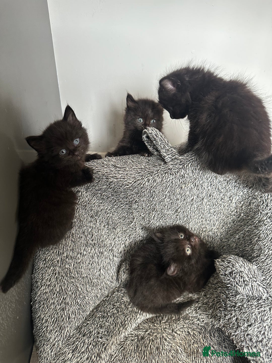 Domestic Shorthair cats for sale: Fluffy black kittens  - Image 3