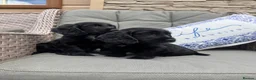 Cocker Spaniel dogs for sale: 2 Stunning black cocker girls (council licensed) - Advert 4