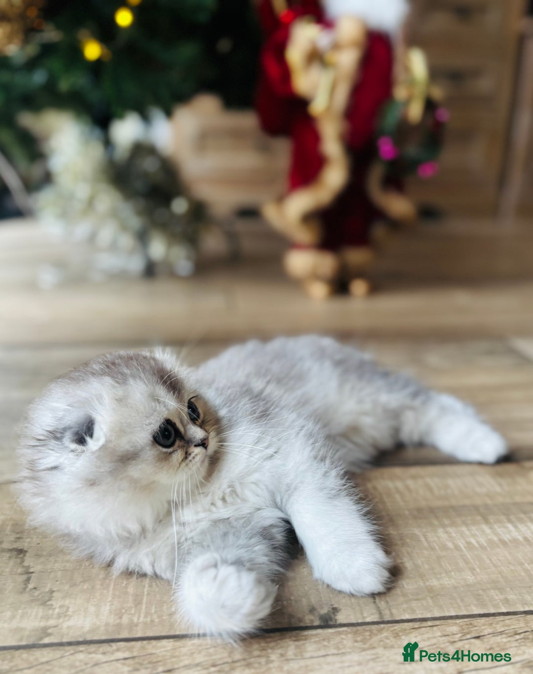Scottish Fold cats for sale: 🌟🌟🌟🌟🌟Pedigree Scottish Fold Kittens - Advert 6