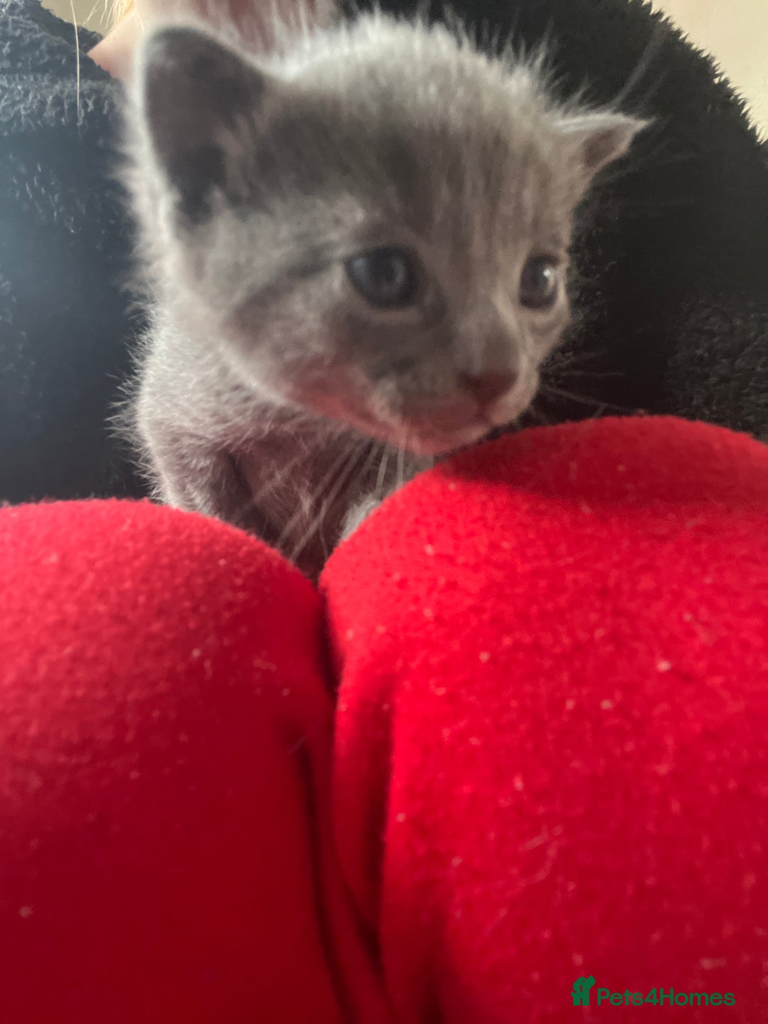 Mixed Breed cats for sale: Grey kittens  - Image 22