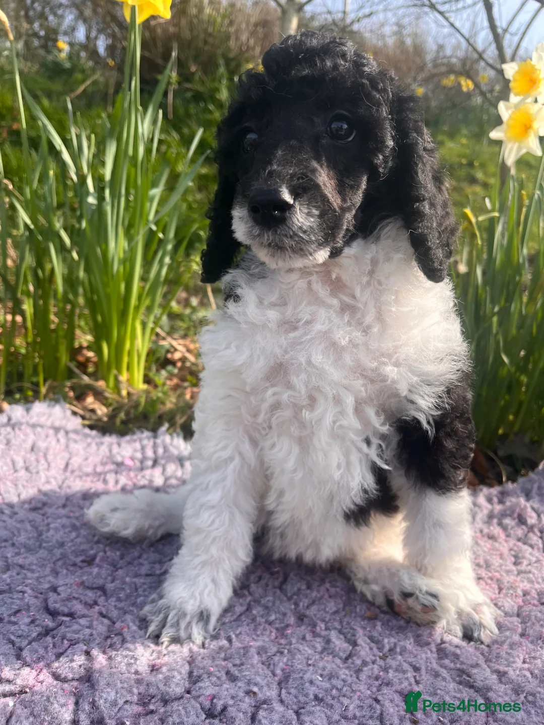 Standard Poodle dogs for sale: Standard poodle  - Advert 2