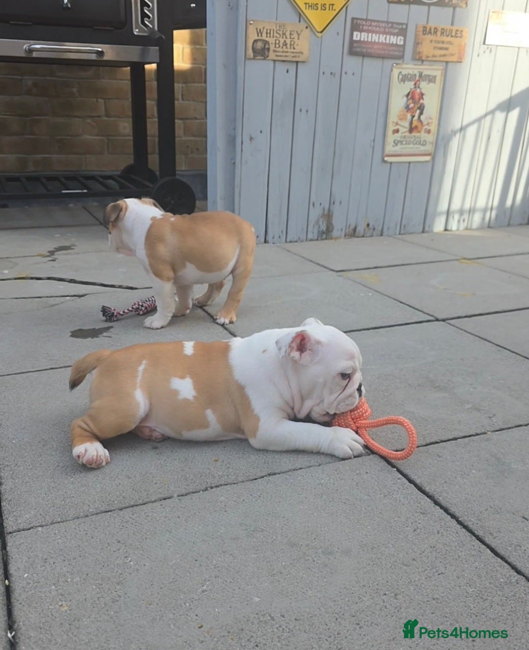 English Bulldog dogs for sale: English bulldog pups kc reg (READY NOW)   - Advert 4