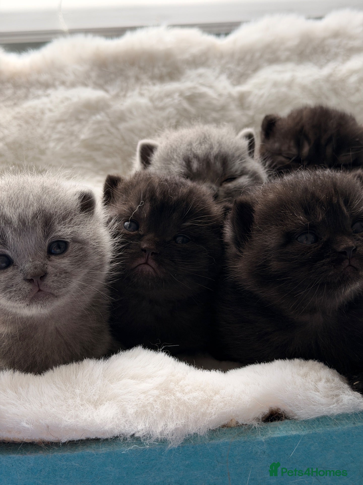 British Shorthair cats 🏆Champions line🏆BSH Kittens Tica reg  - Advert 1