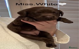 Labrador Retriever dogs for sale: Outstanding Quality Chocolate Labrador Puppies - Image 5