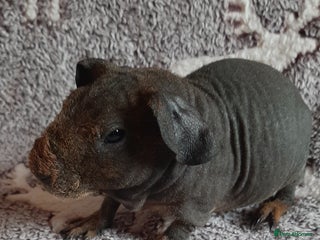 Guinea Pig rodents Skinny pigs + werewolfs .Various ages + prices. - Advert 8