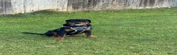 Rottweiler dogs for sale: 9 Month Old Male German Rottweiler - Advert 4