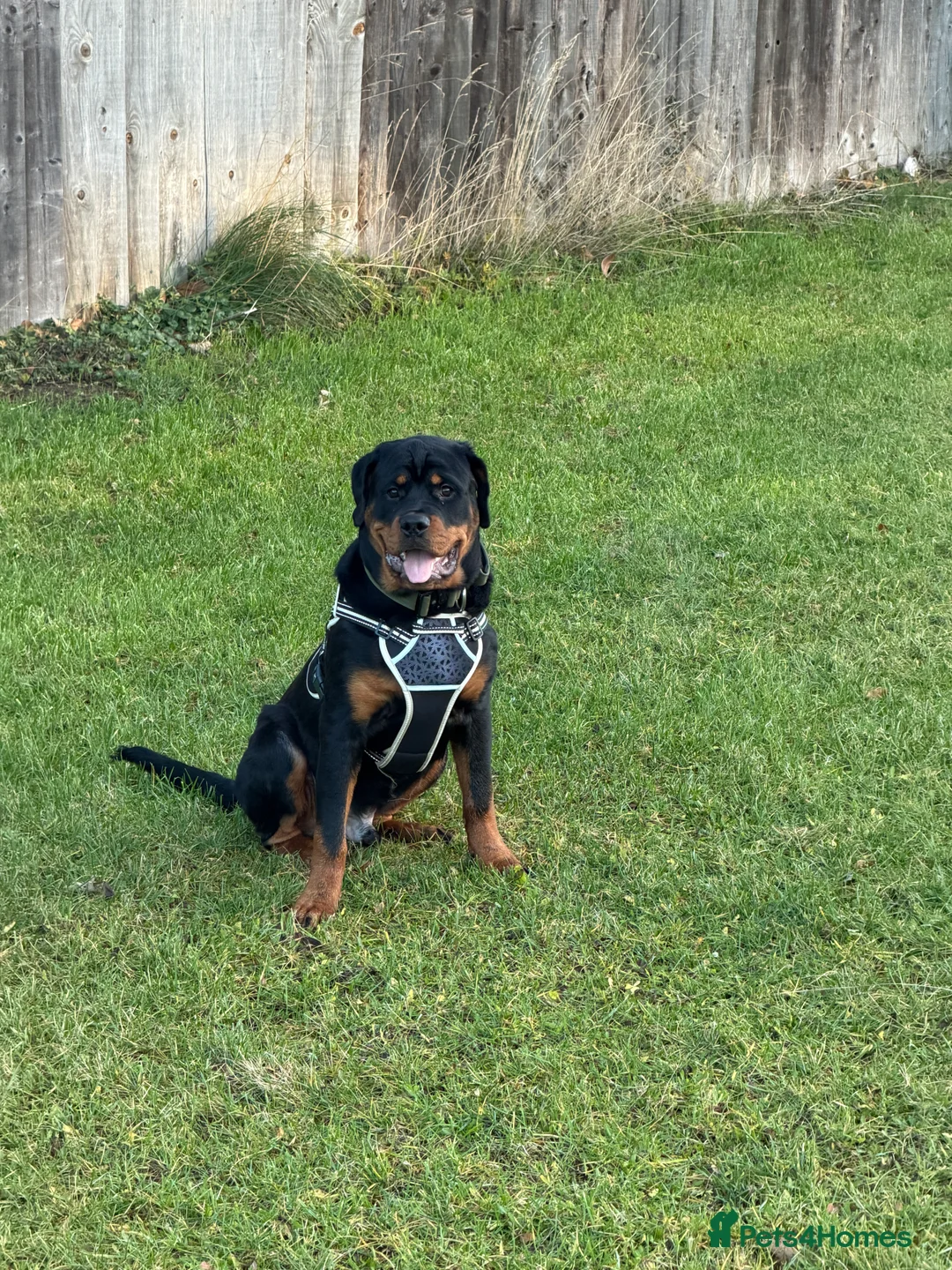 Rottweiler dogs for sale: 9 Month Old Male German Rottweiler - Advert 4