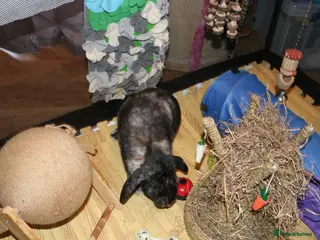 Mini Lop rabbits Mini Lop Doe - Advert 17