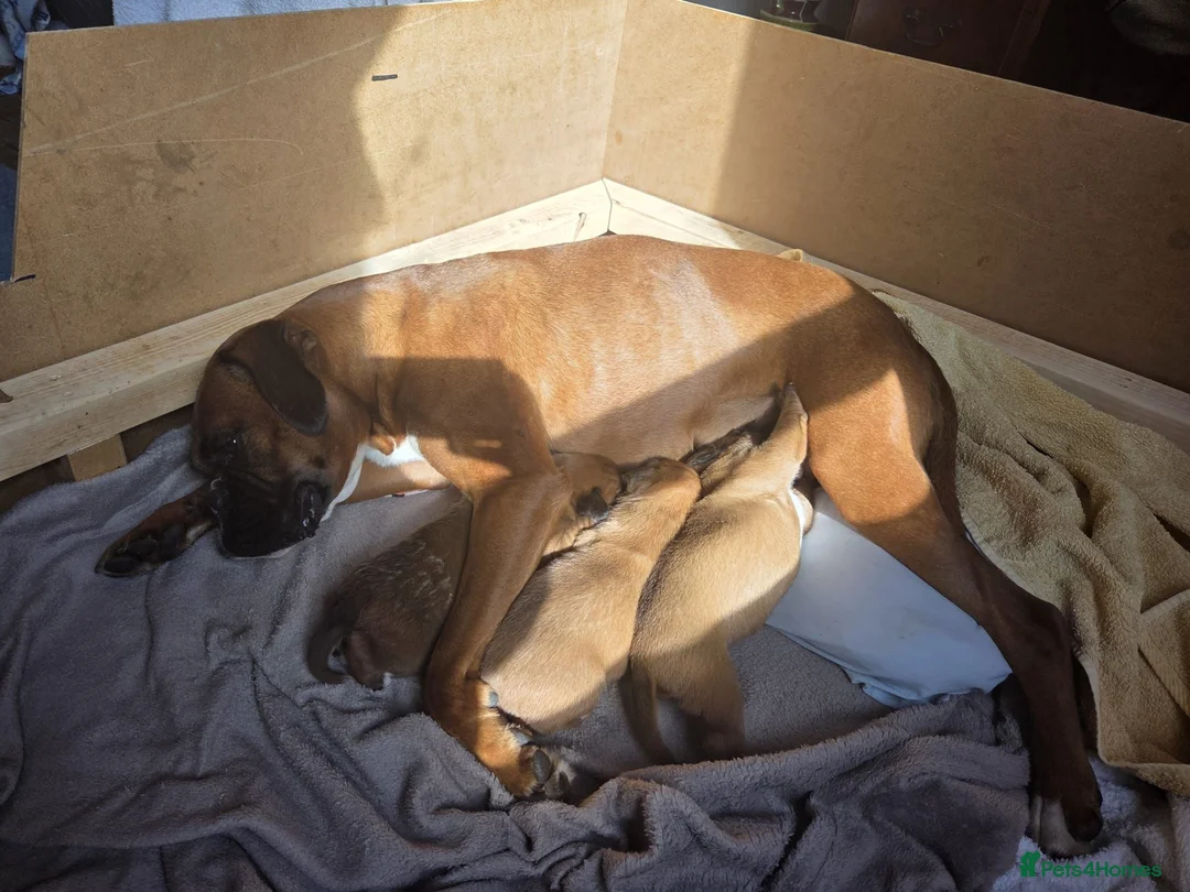 Boxer dogs for sale: KC Reg Boxer Puppies  - Advert 2