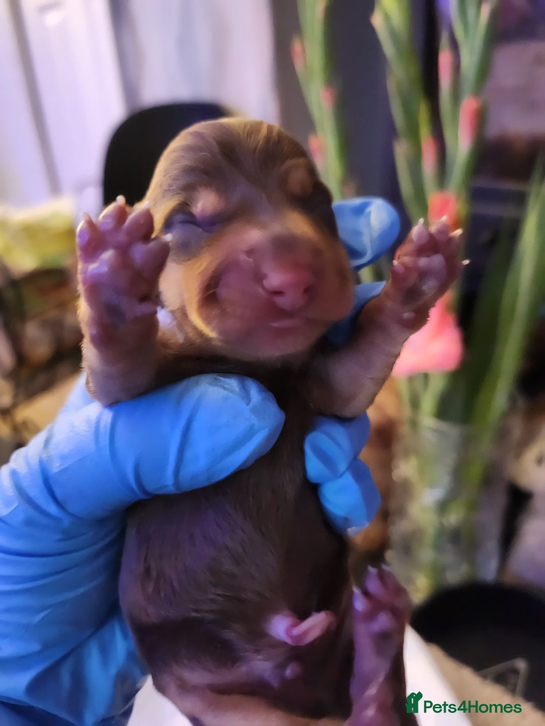 Miniature Dachshund dogs for sale: Chocolate and Tan mini dachshund  - Image 8