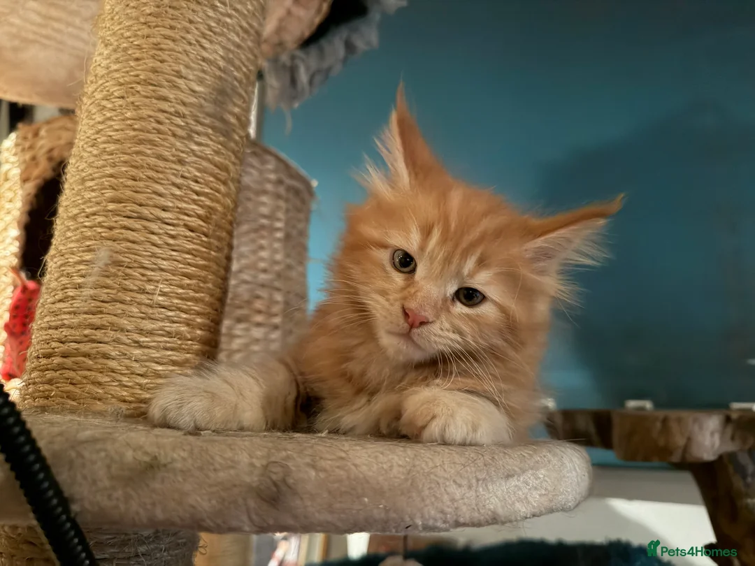 Maine Coon cats for sale: Rare ginger Maine Coon kittens - Advert 3