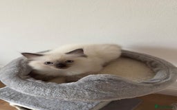 Ragdoll cats for sale: Ragdoll - Image 9