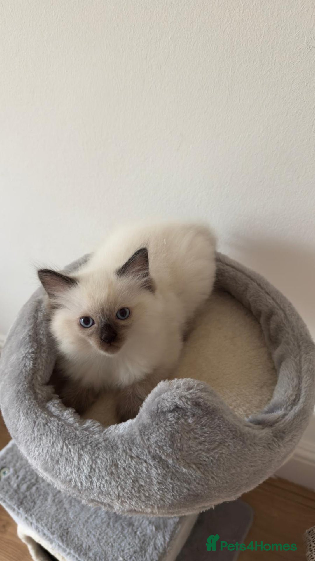 Ragdoll cats for sale: Ragdoll - Image 9