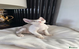 Devon Rex cats for sale: Fantastic quality GCCF boy  - Image 5