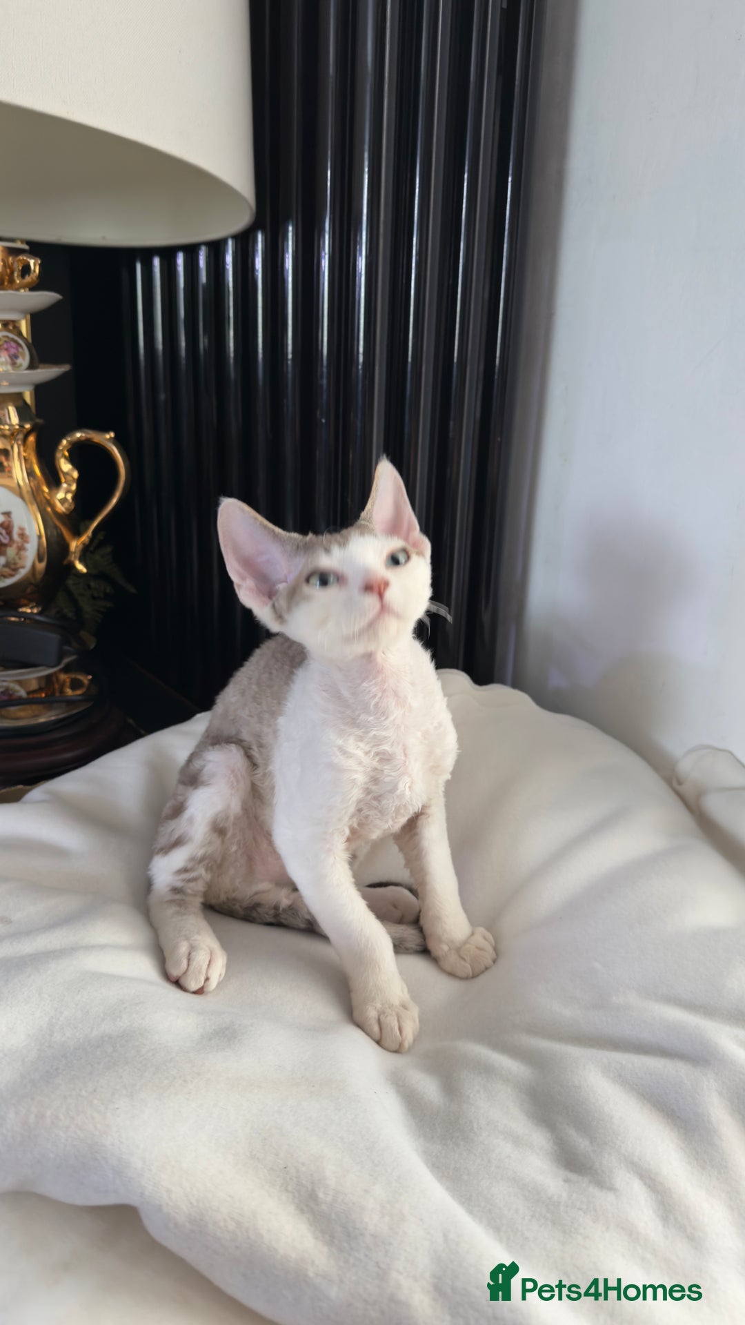 Devon Rex cats for sale: Fantastic quality GCCF boy  - Image 5